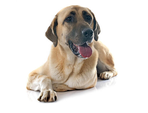 Best dog food for anatolian shepherds online